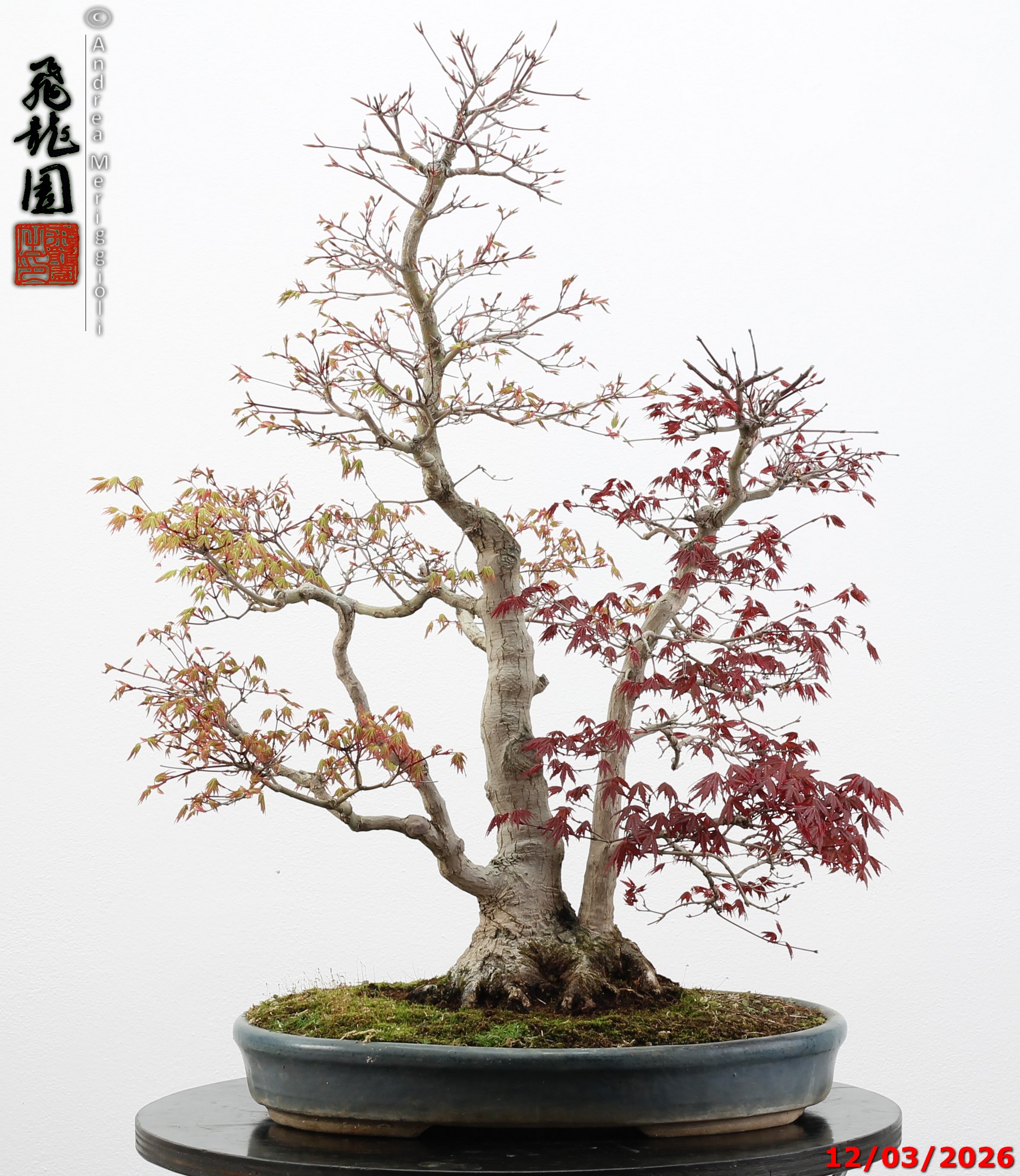 Acer palmatum (one trunk deshojo)