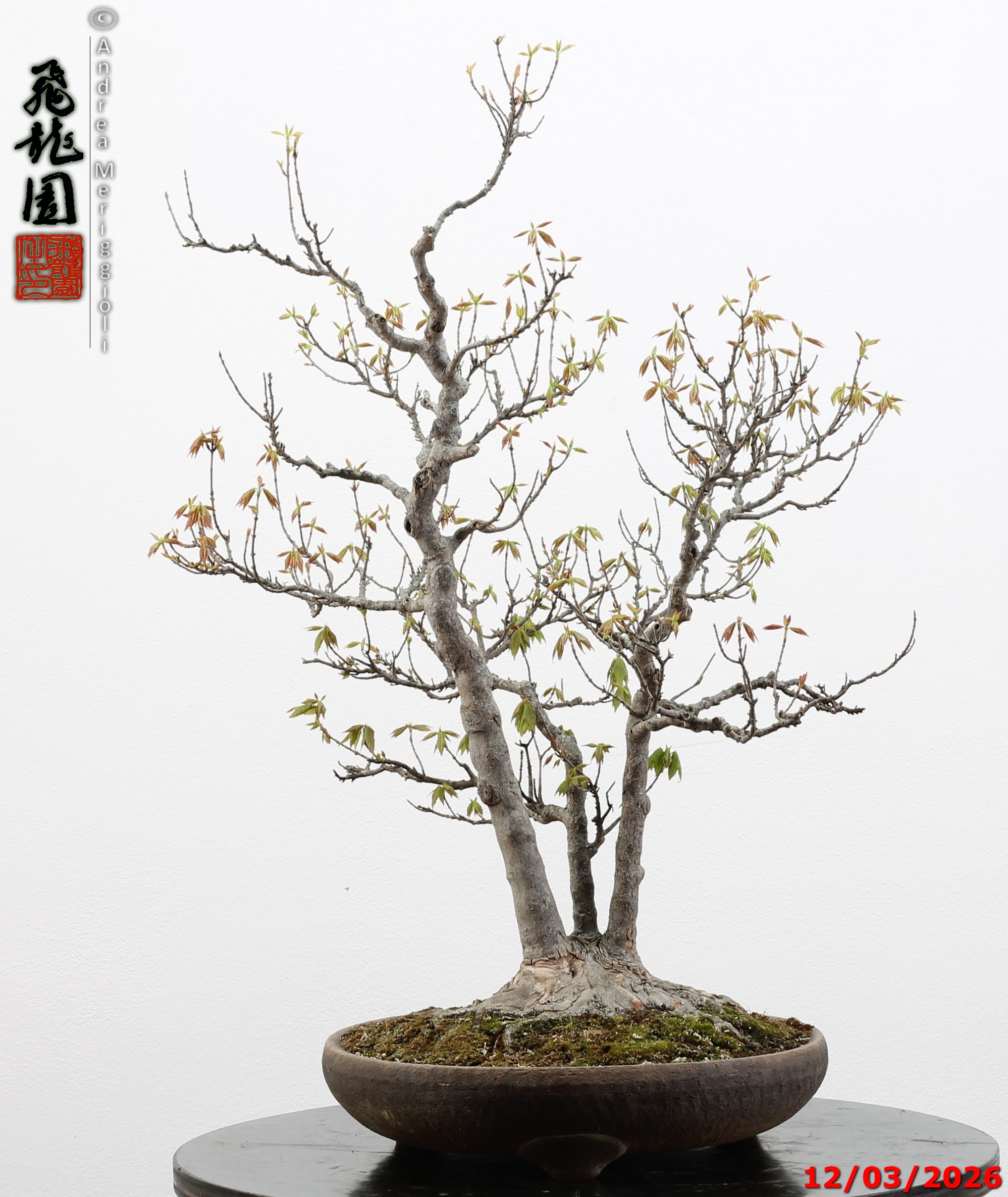 Acer buergerianum - Image 3