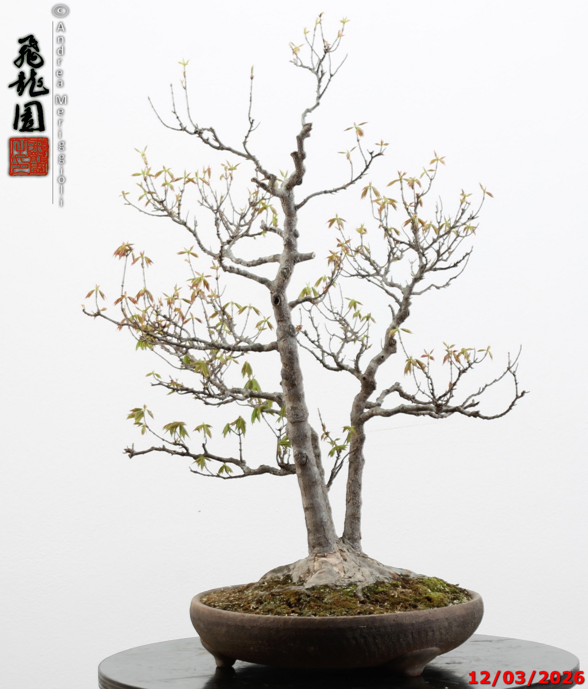 Acer buergerianum - Image 10