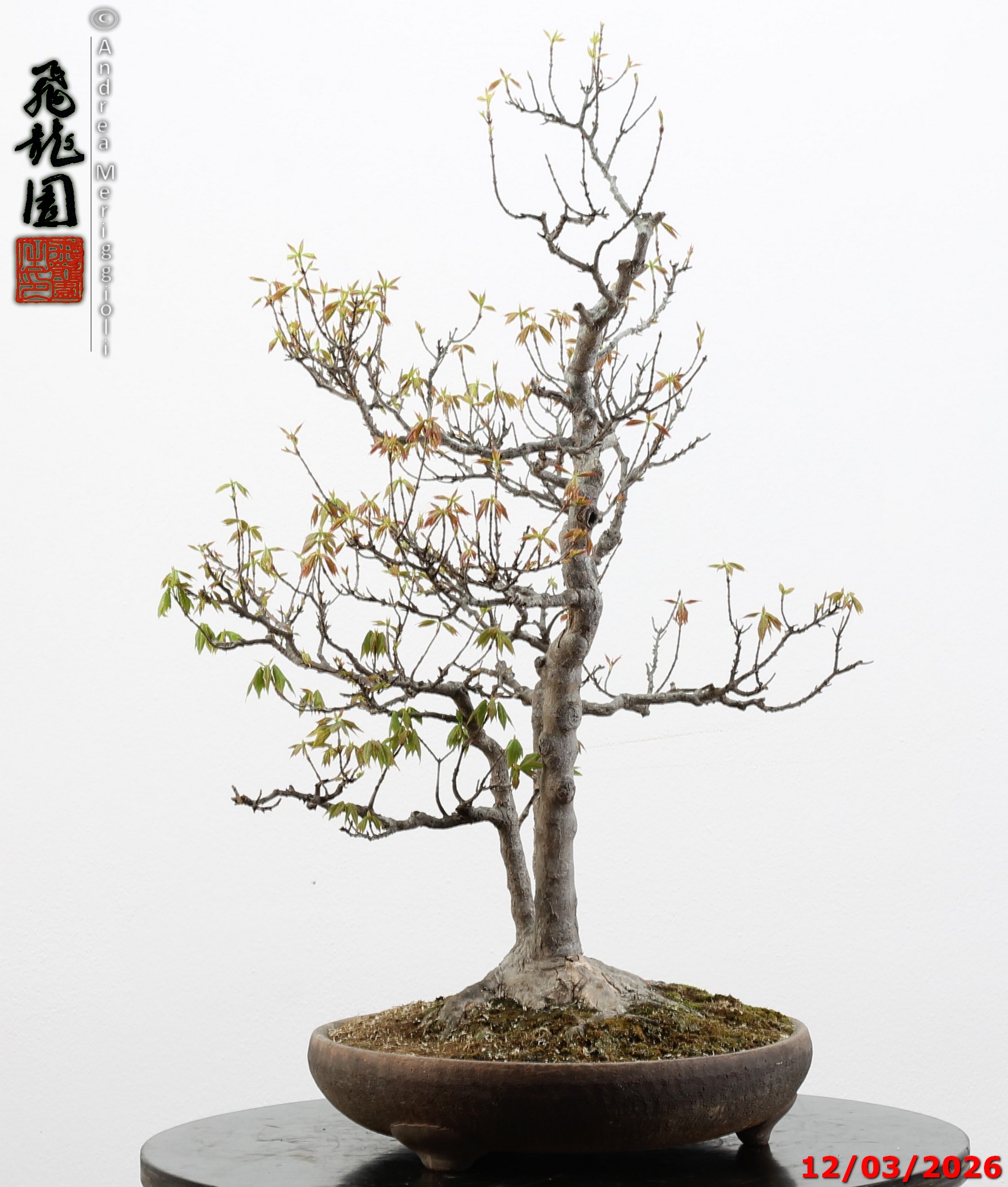 Acer buergerianum - Image 9