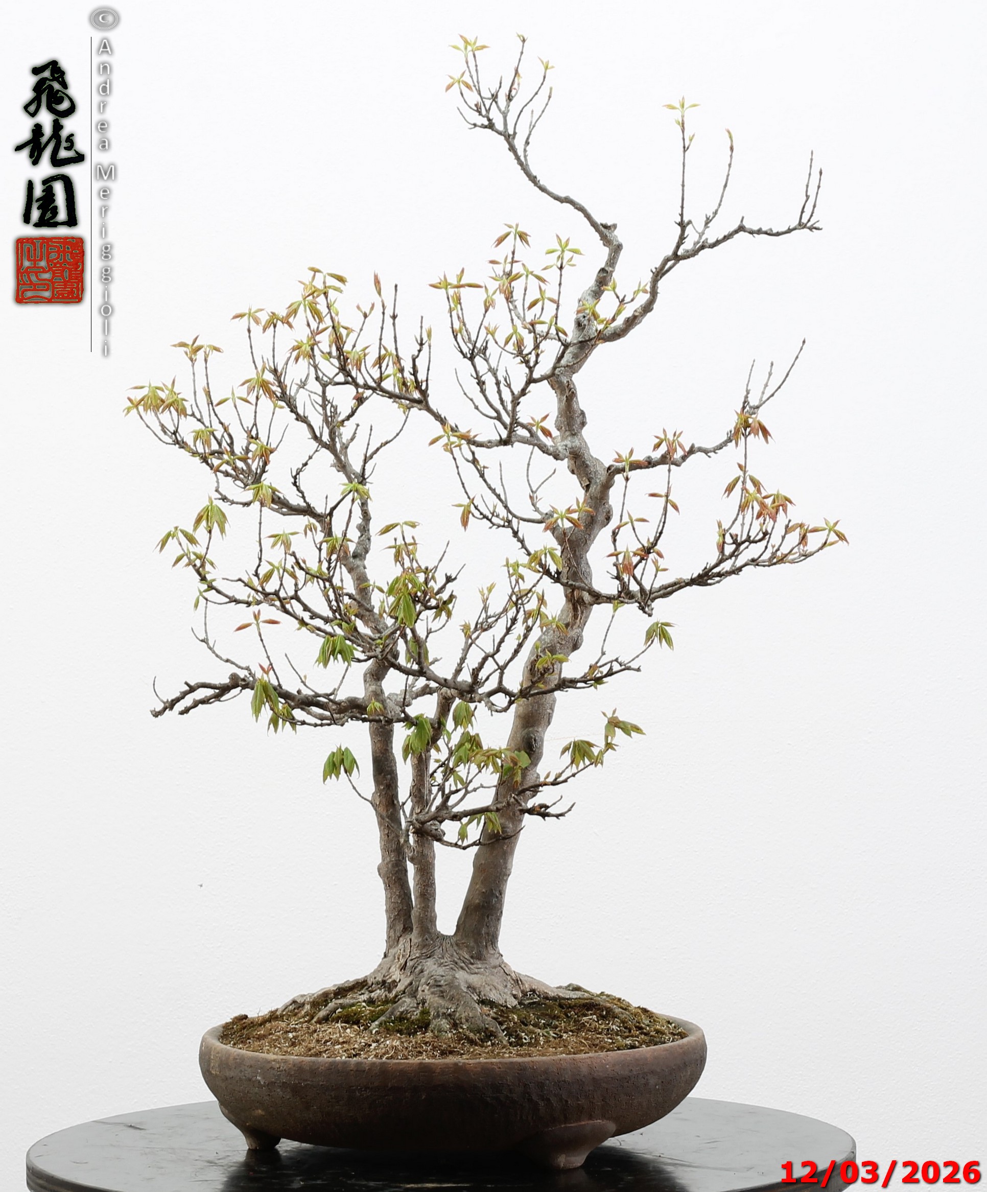 Acer buergerianum - Image 8