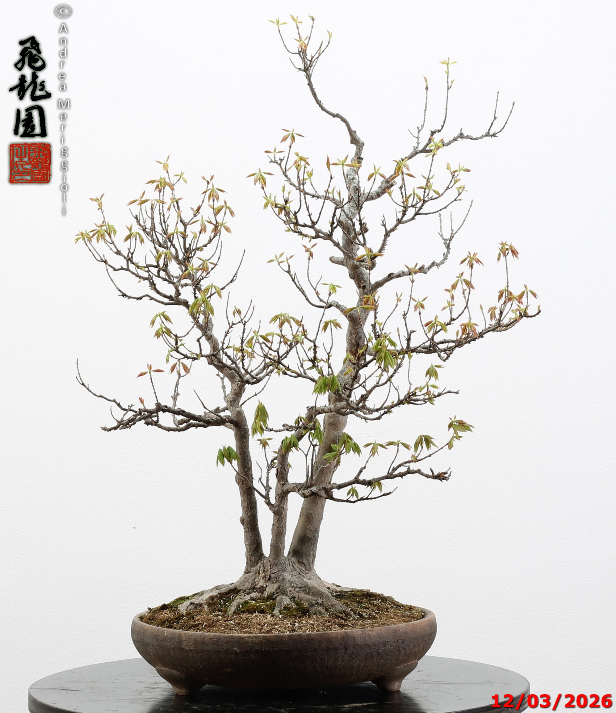 Acer buergerianum - Image 7