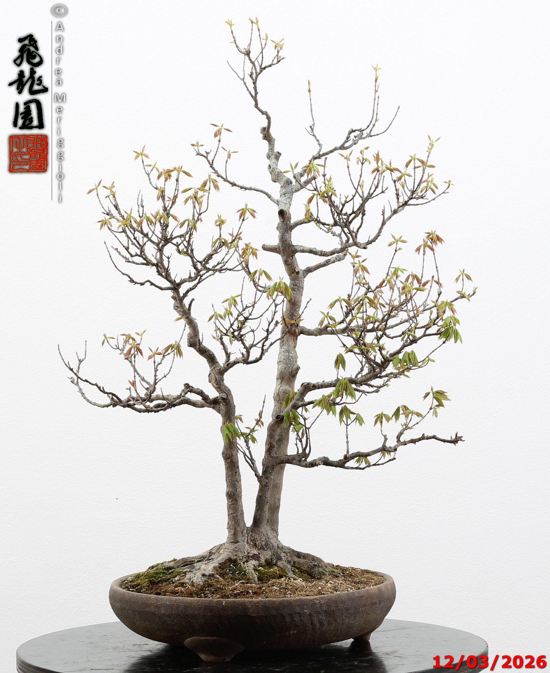 Acer buergerianum - Image 6