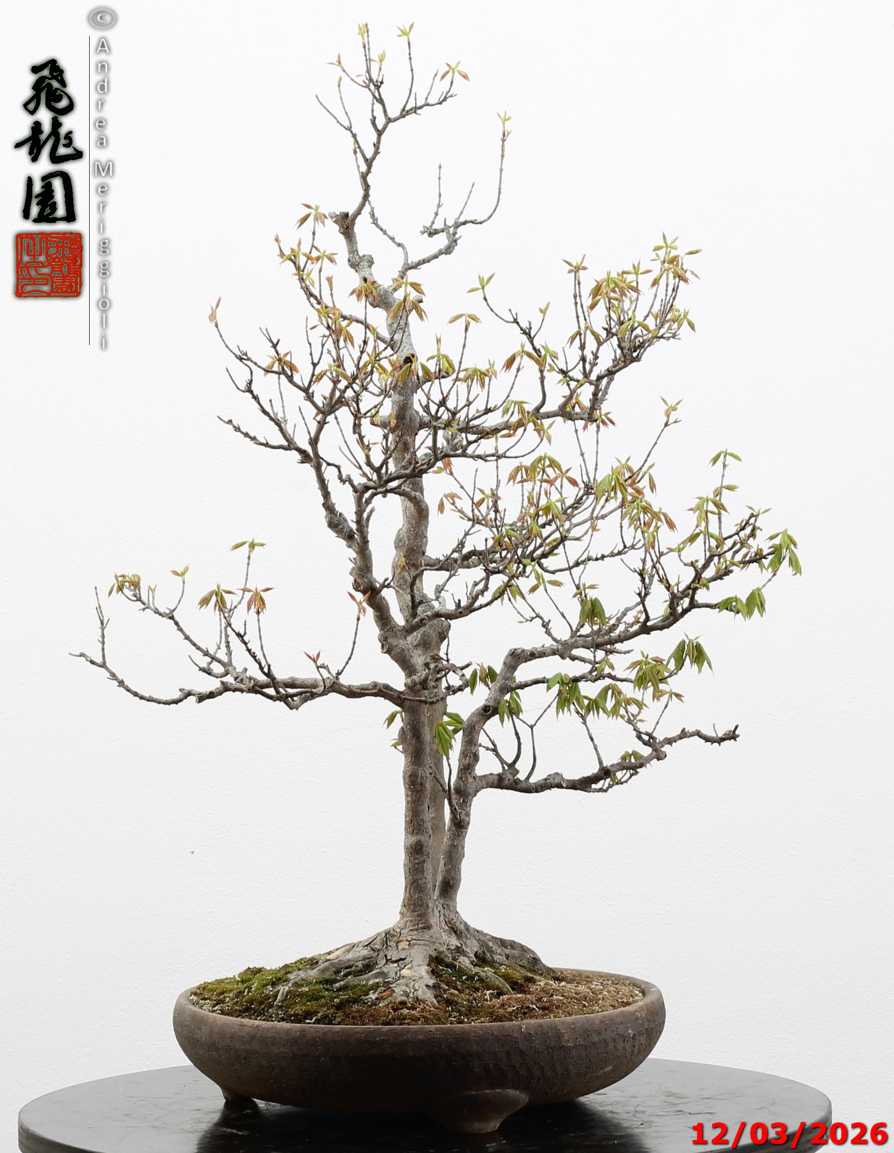 Acer buergerianum - Image 5