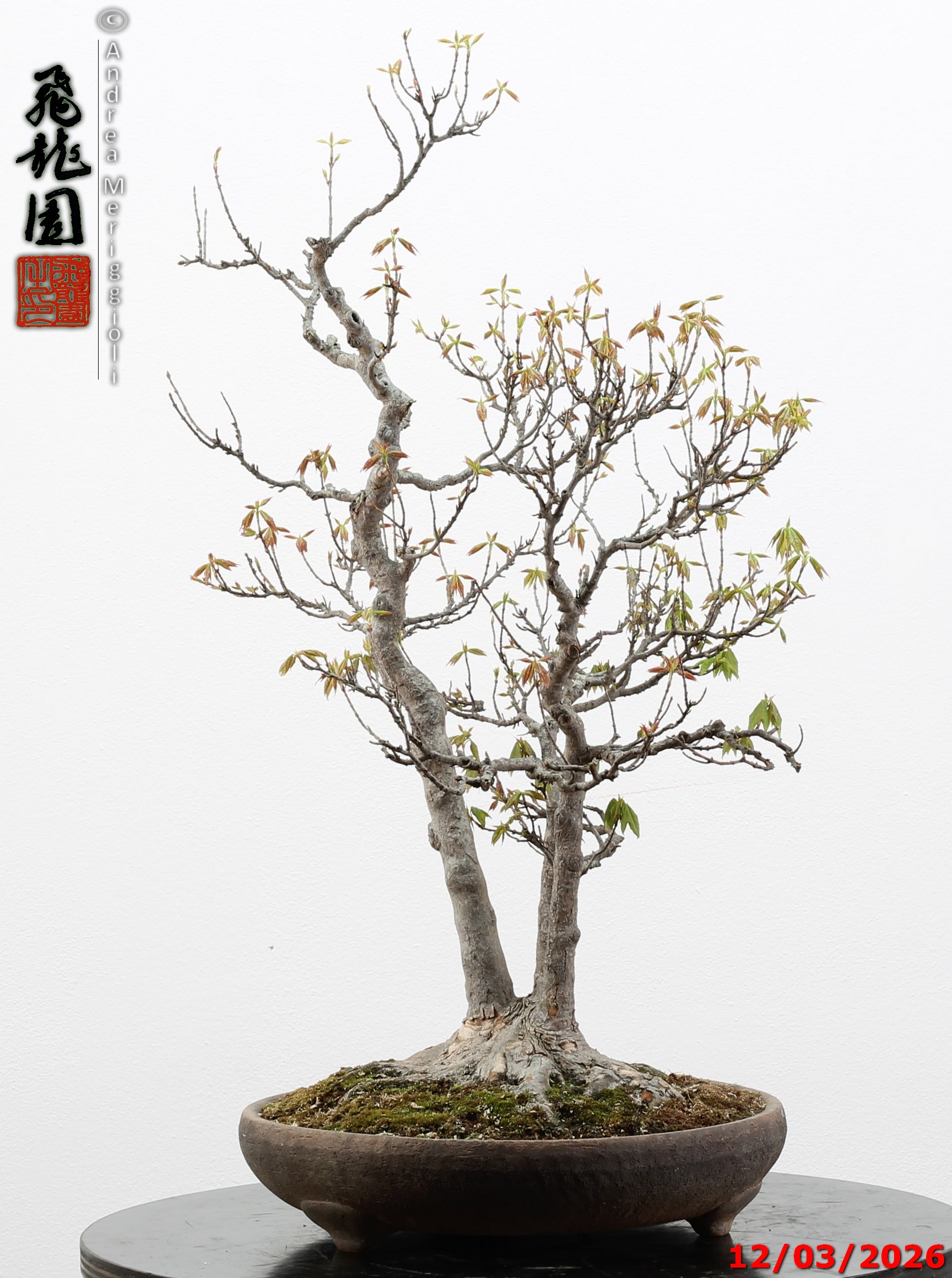 Acer buergerianum - Image 4