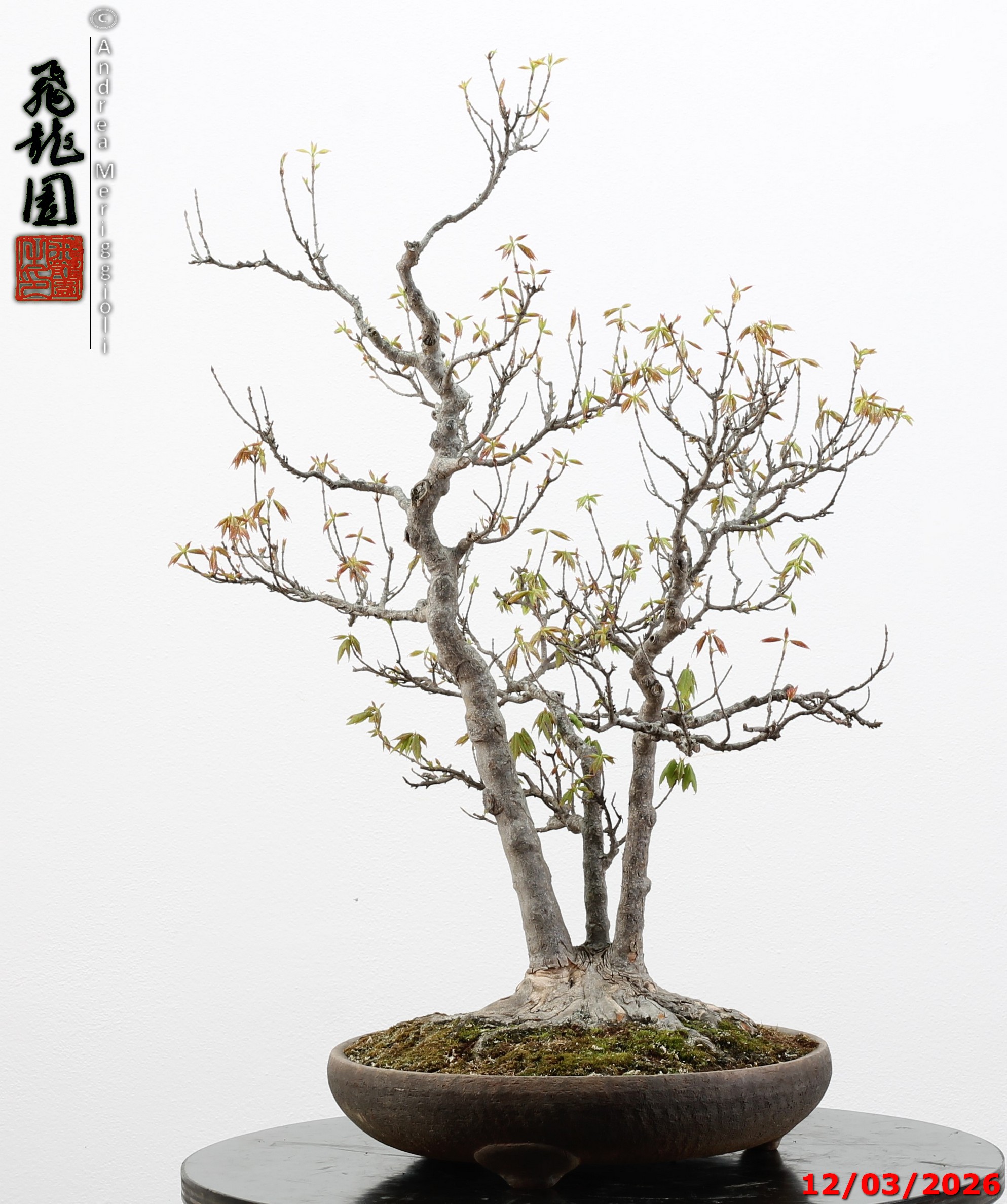 Acer buergerianum - Image 2