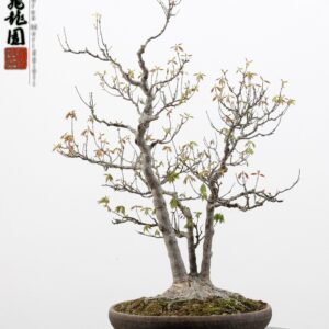 Acer buergerianum