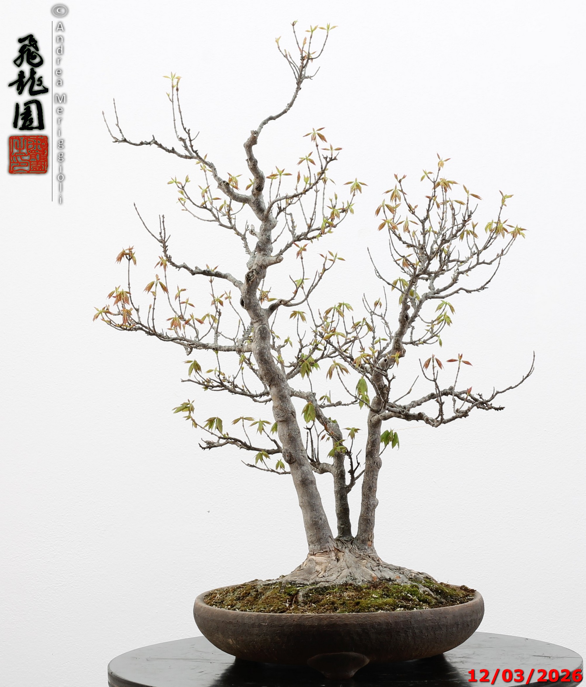 Acer buergerianum