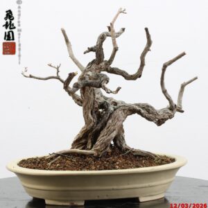 Punica granatum