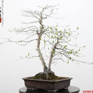 Diospyros kaki