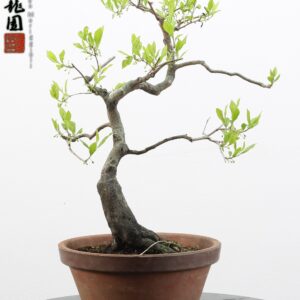 Diospyros kaki