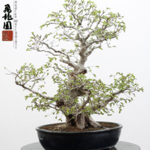 Carpinus turczaninowii