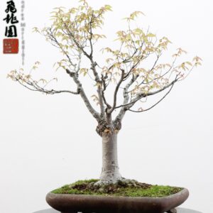 Ulmus parvifolia Nirekeyaki
