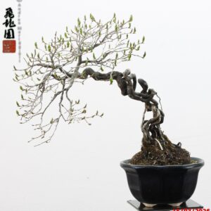 Diospyros kaki