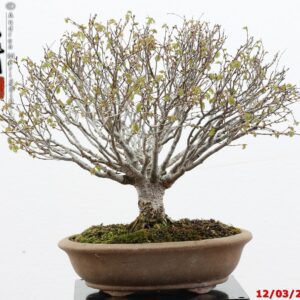 Ulmus parvifolia Nirekeyaki shohin