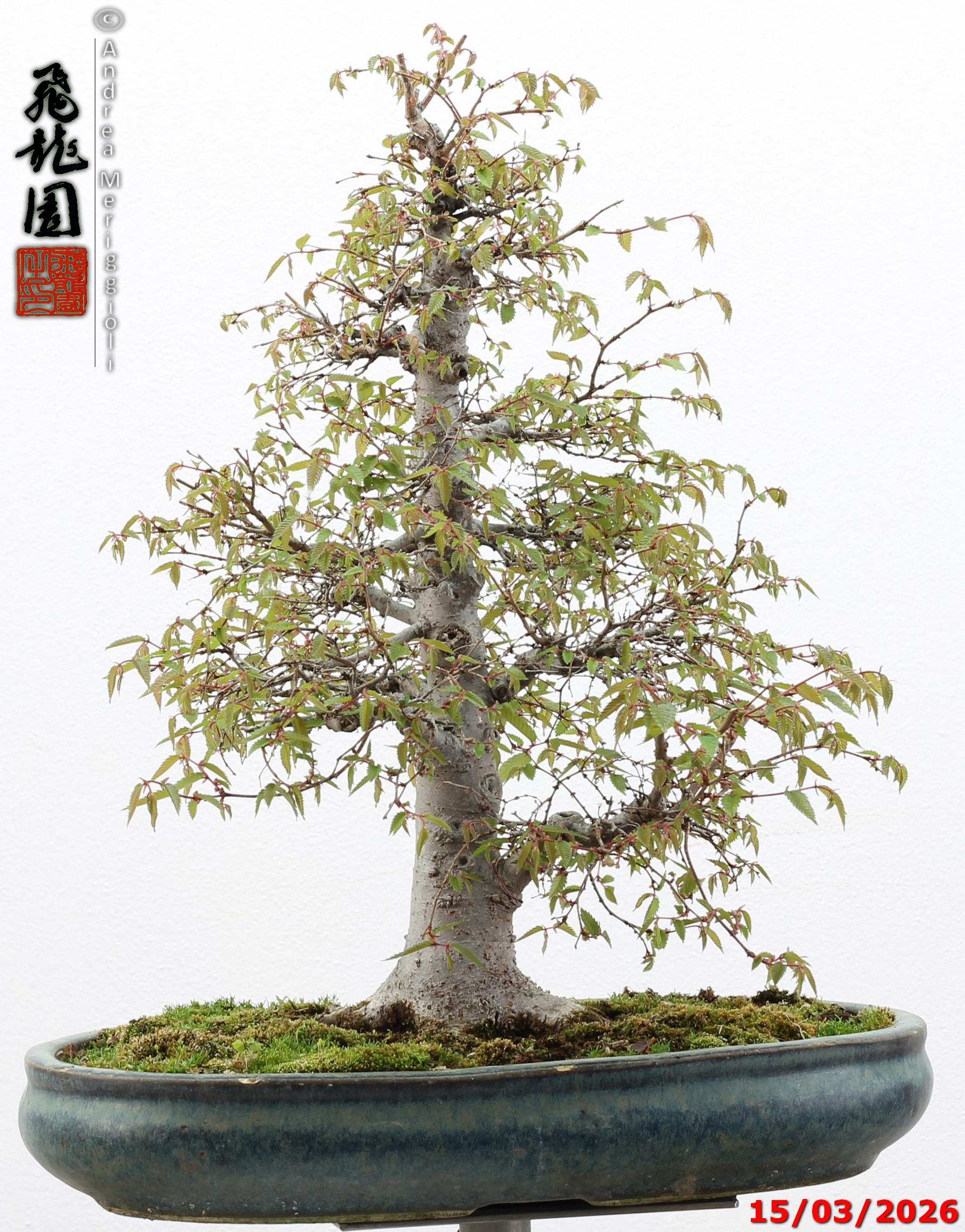 Zelkova parvifolia - immagine 12