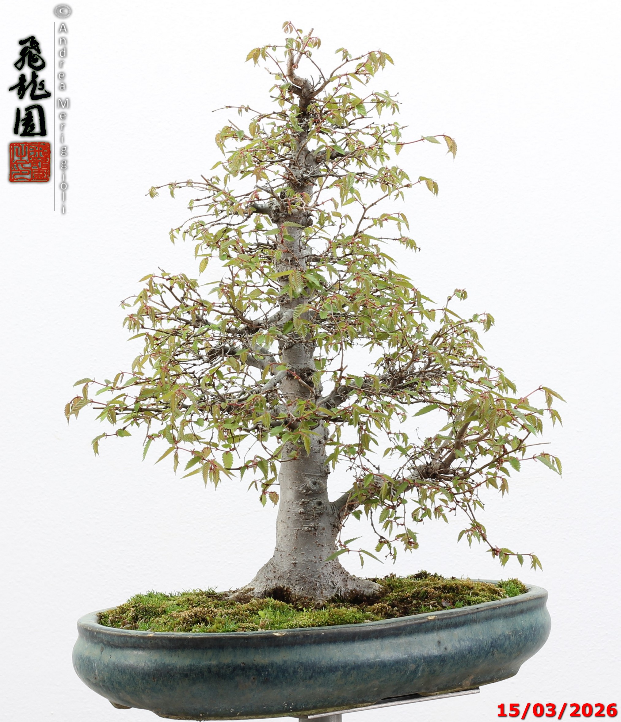 Zelkova parvifolia - immagine 11
