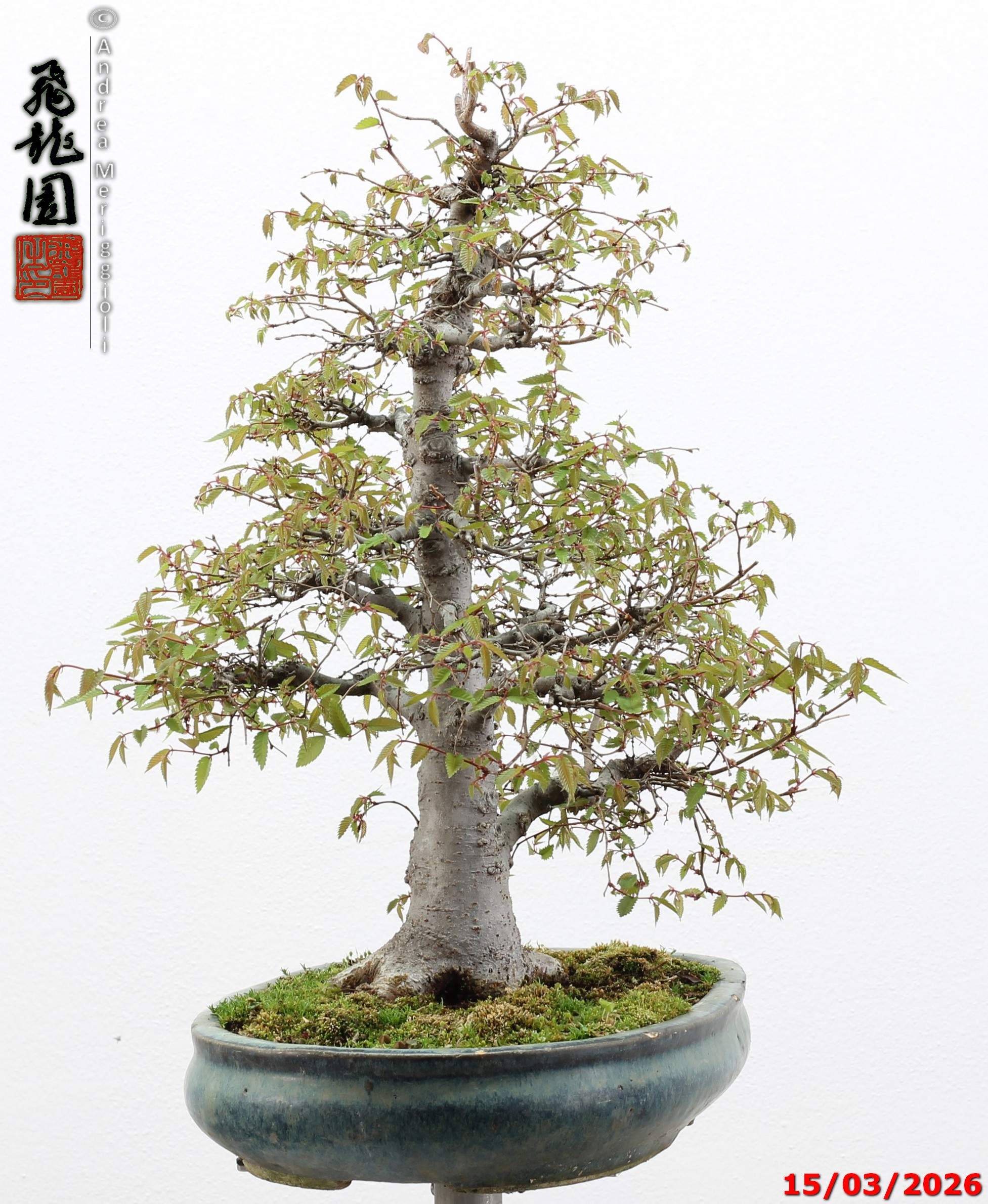 Zelkova parvifolia - immagine 10