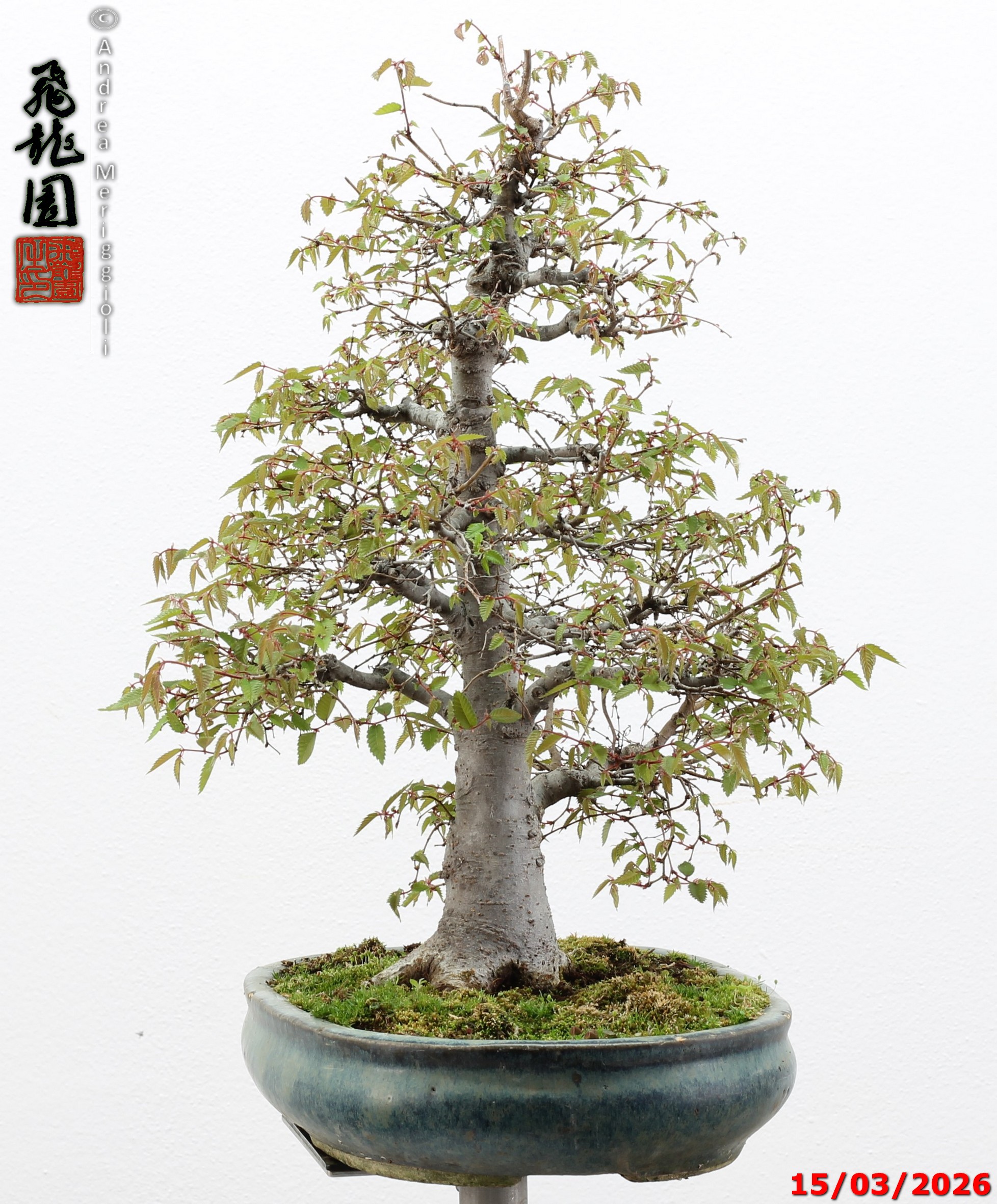 Zelkova parvifolia - immagine 9