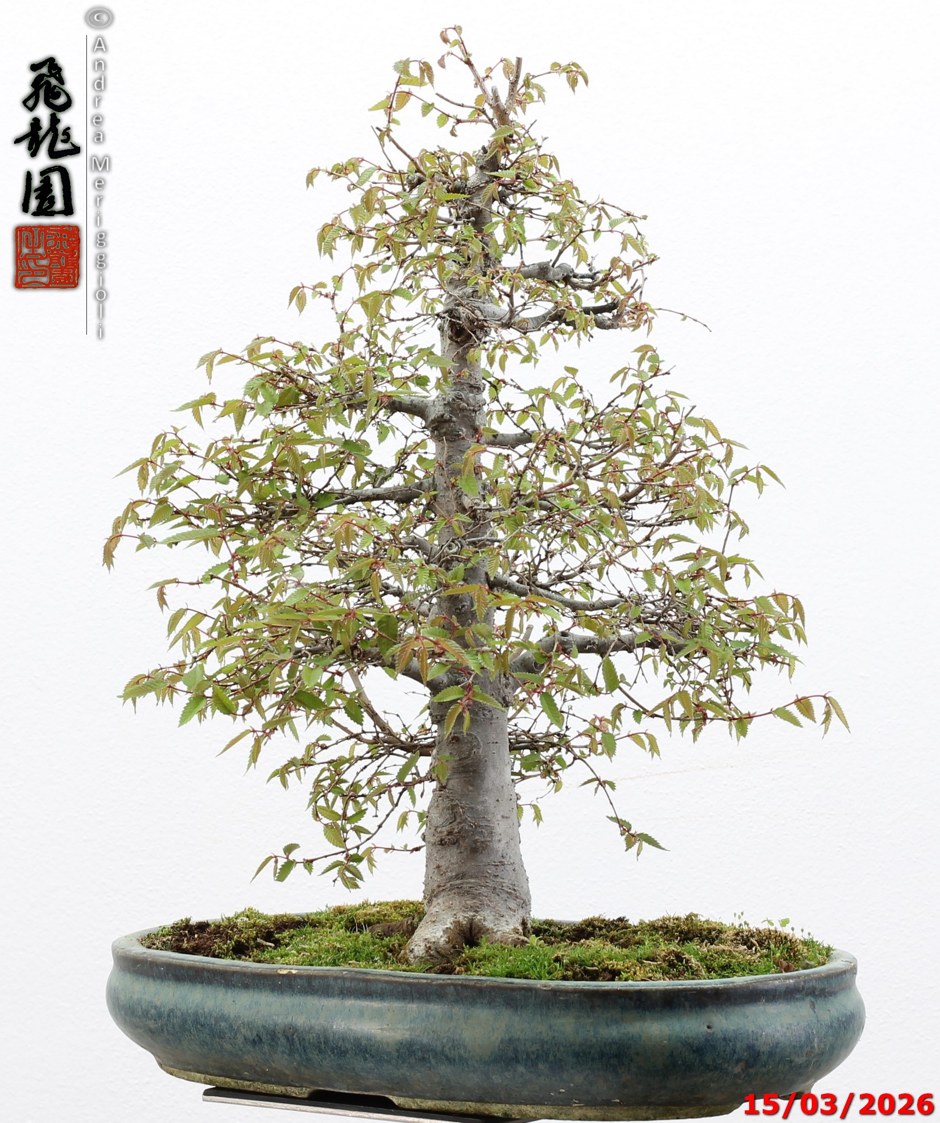 Zelkova parvifolia - immagine 8
