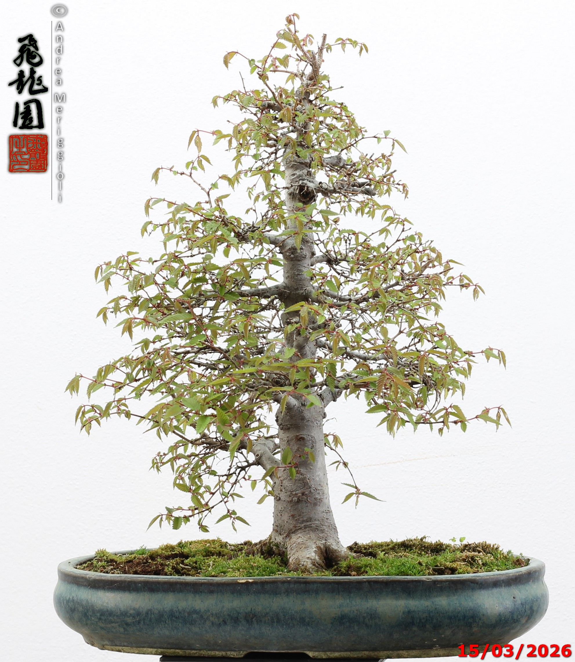 Zelkova parvifolia - immagine 7