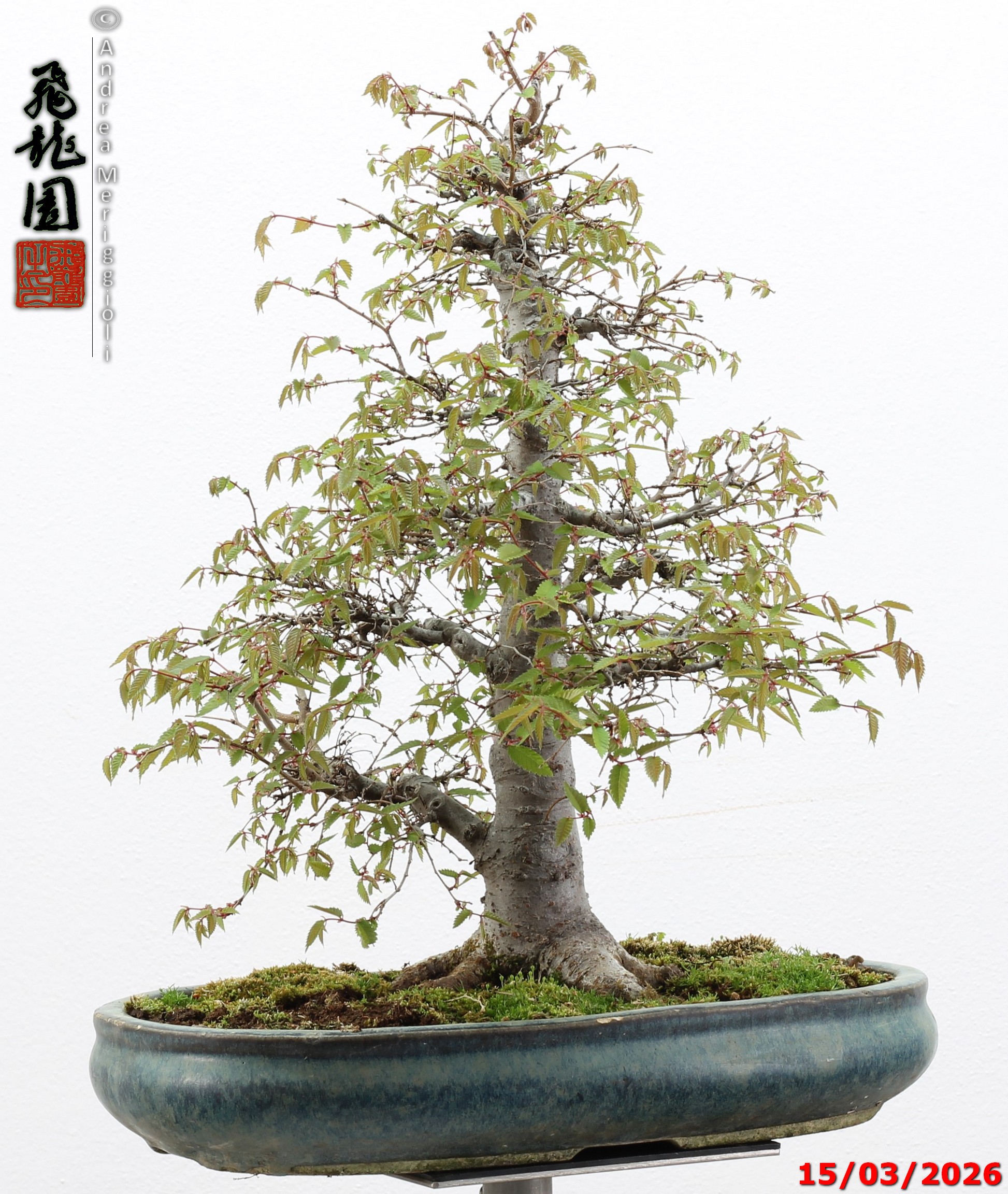 Zelkova parvifolia - immagine 6