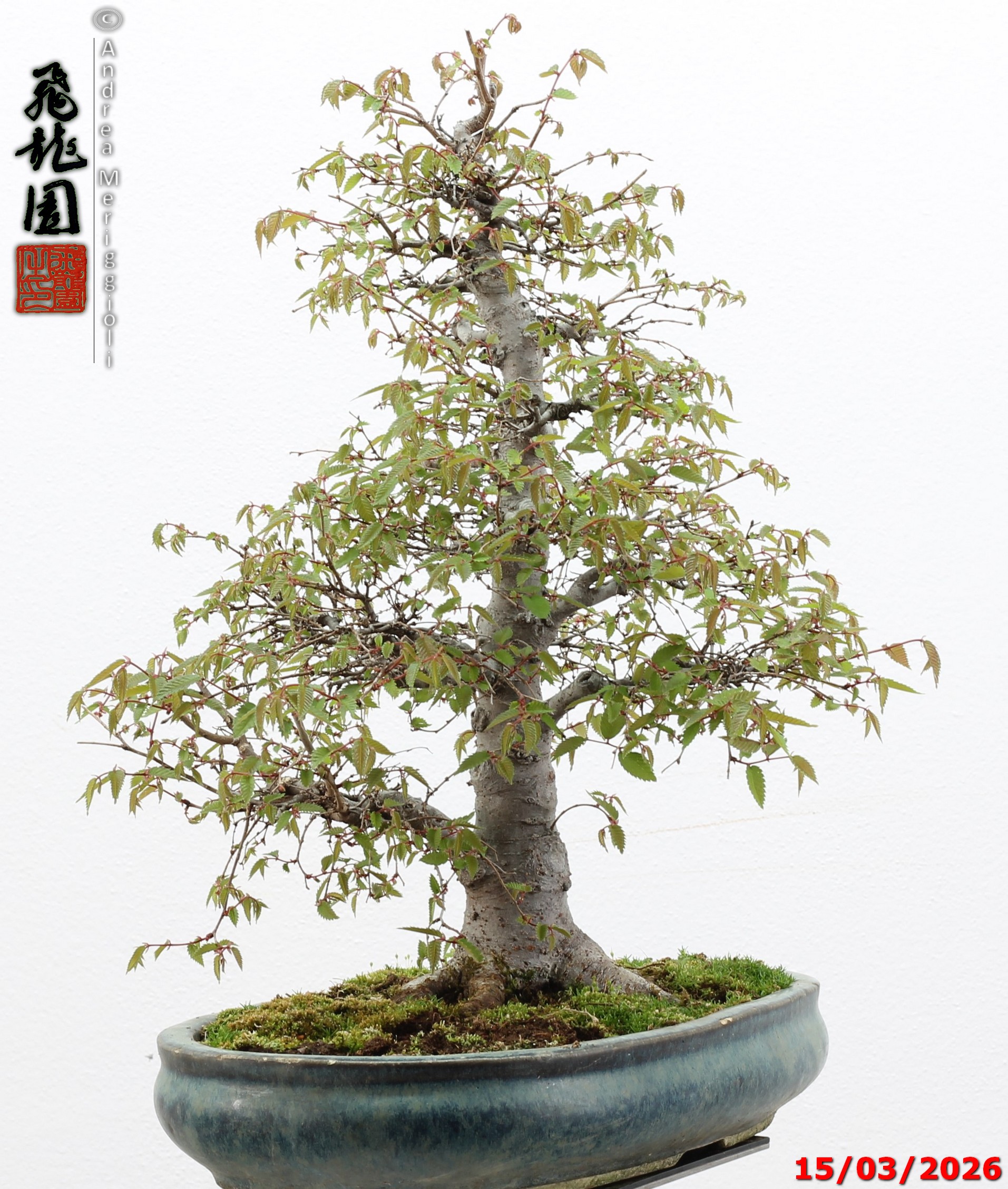 Zelkova parvifolia - immagine 5