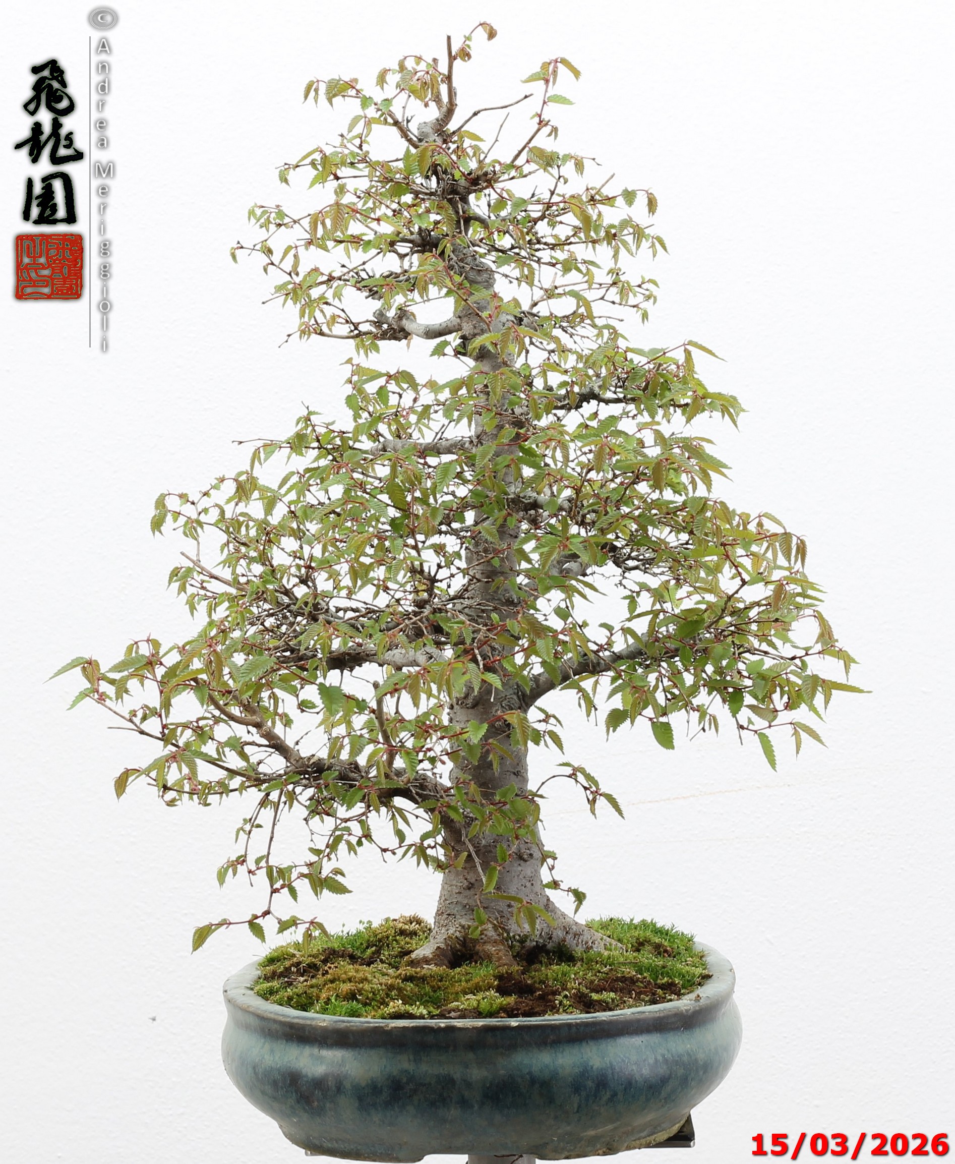 Zelkova parvifolia - immagine 4