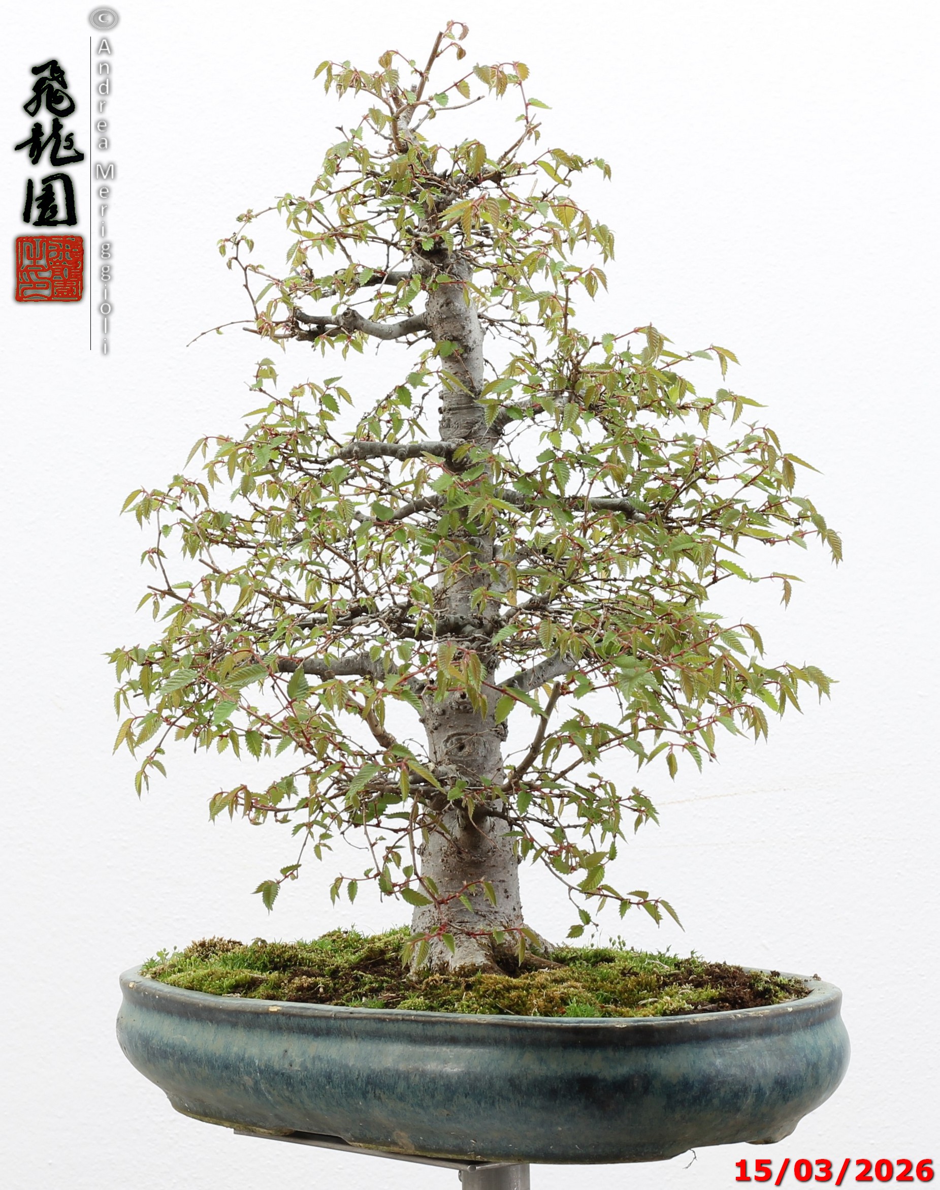 Zelkova parvifolia - immagine 3