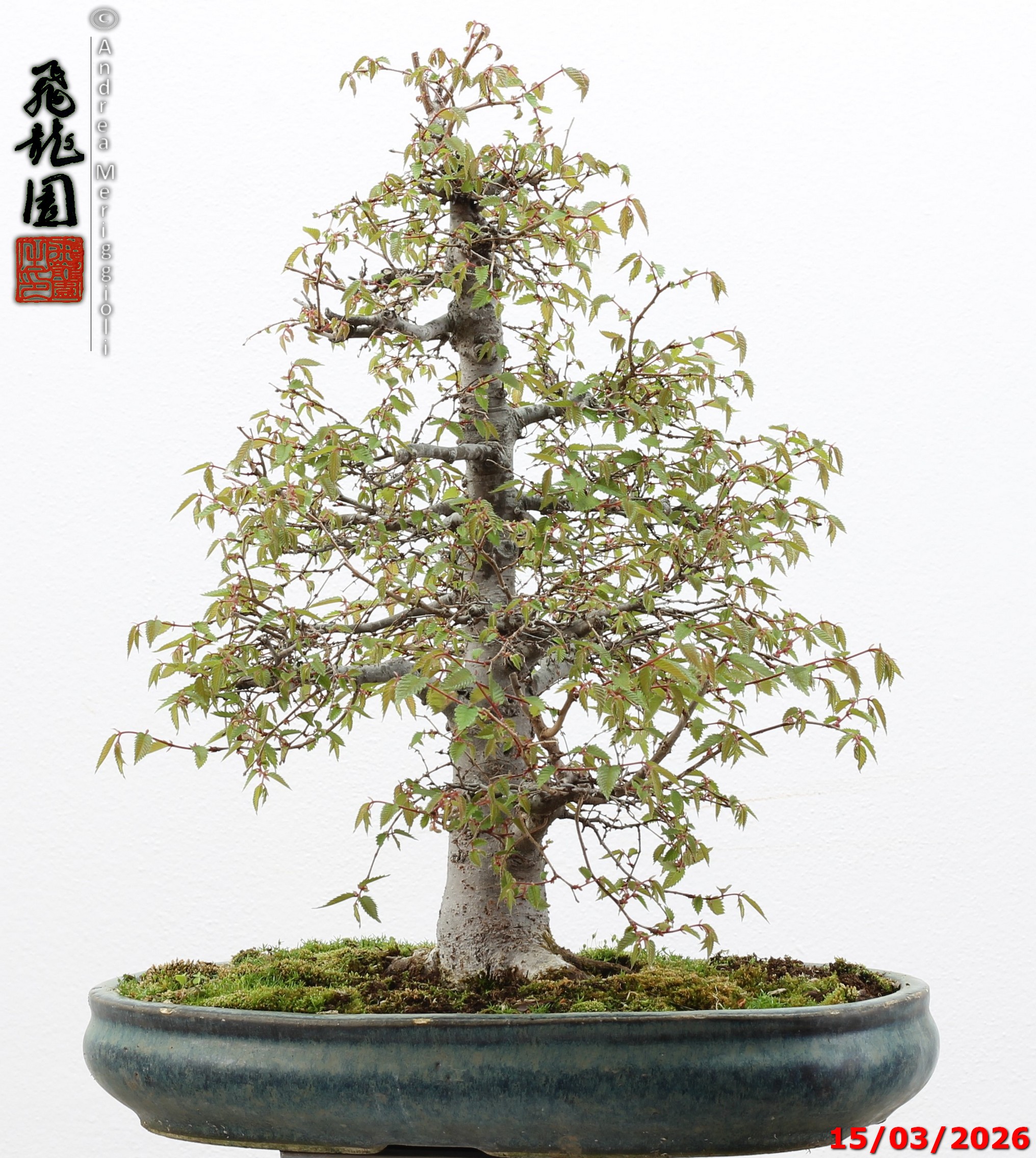 Zelkova parvifolia - immagine 2