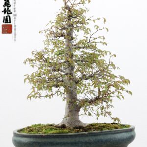Zelkova parvifolia