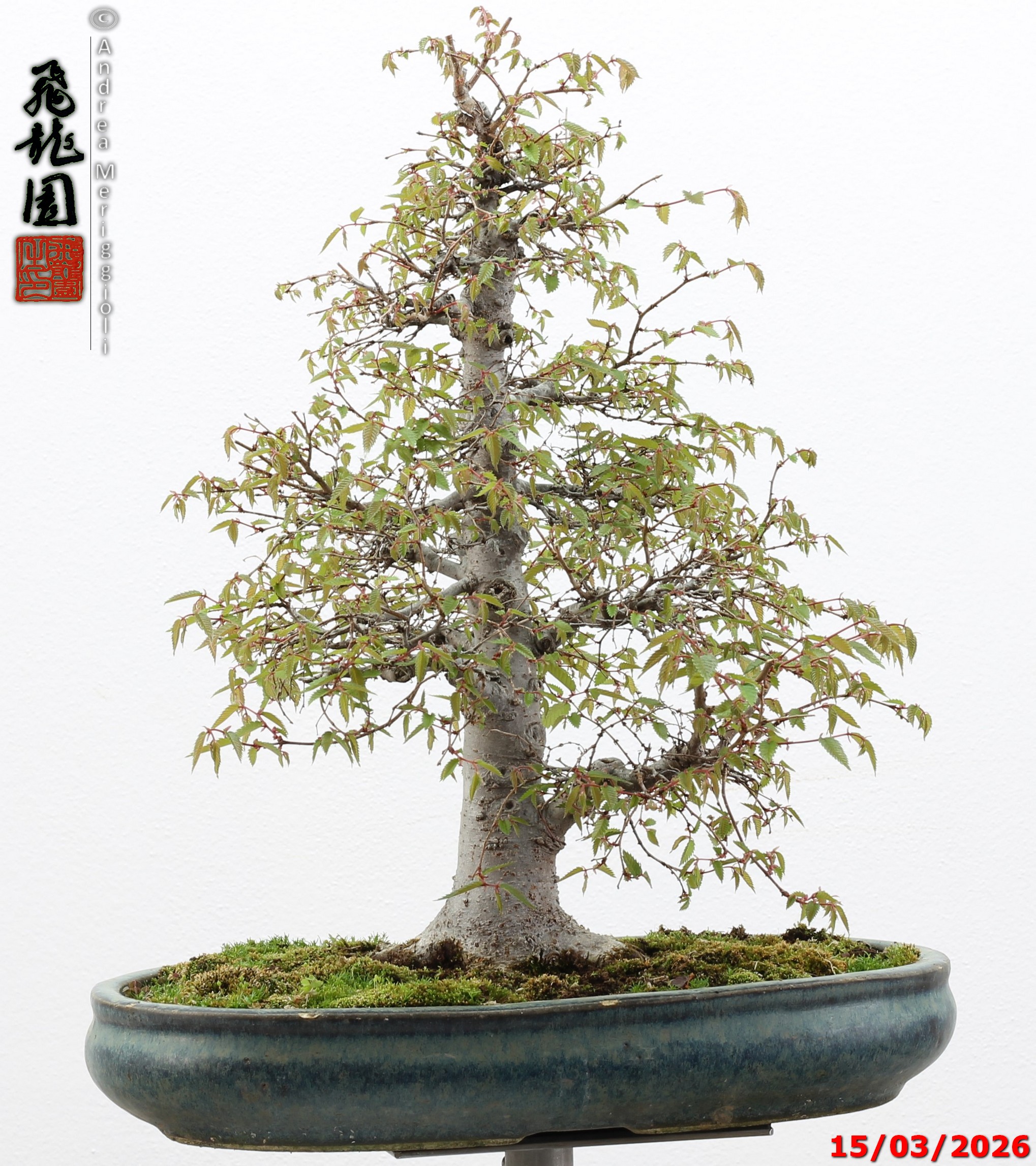 Zelkova parvifolia