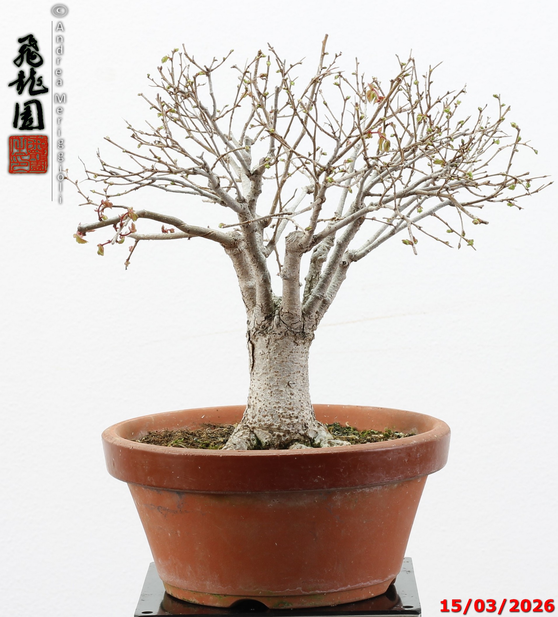 Zelkova parvifolia shohin - immagine 12