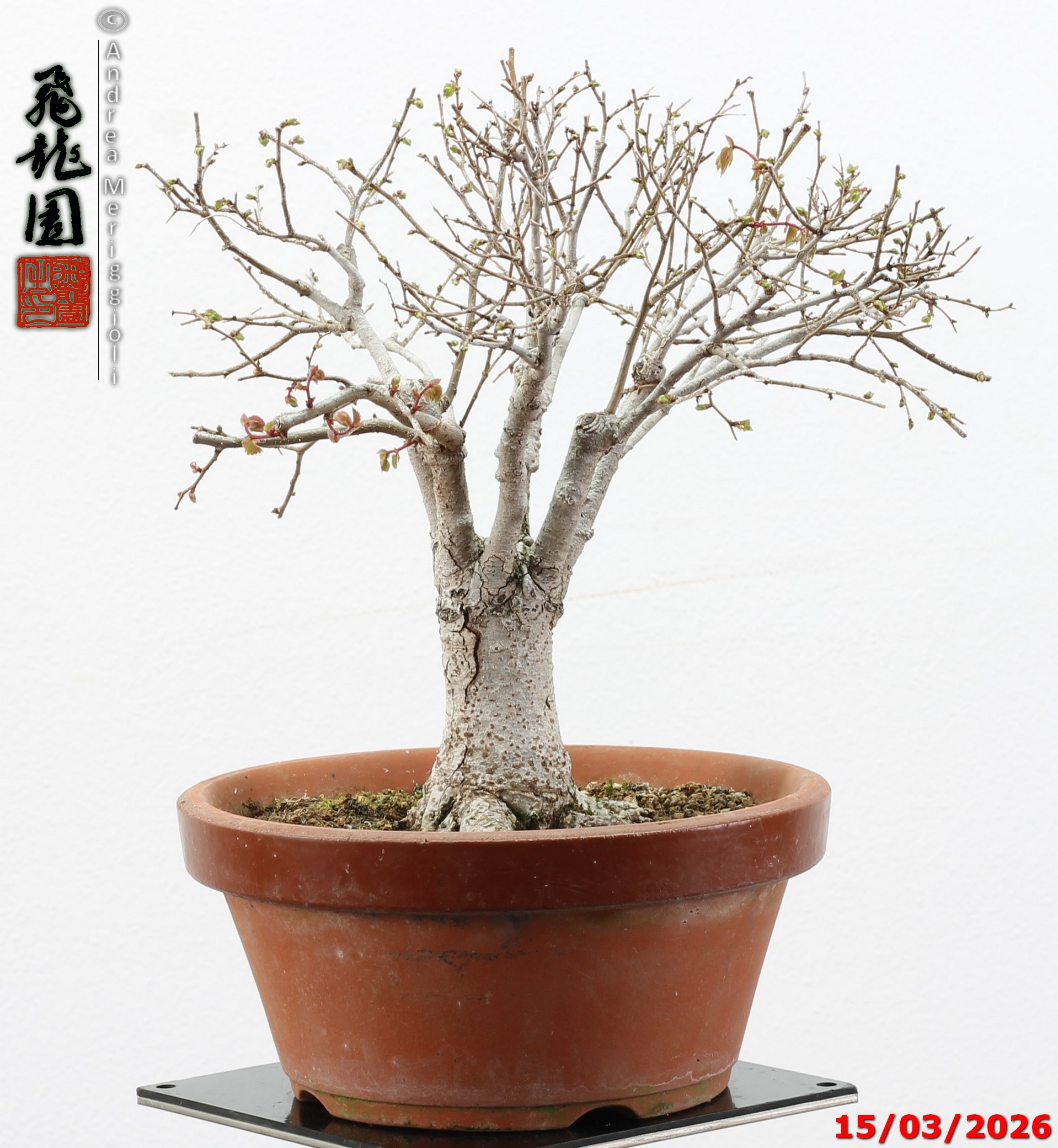Zelkova parvifolia shohin - immagine 11