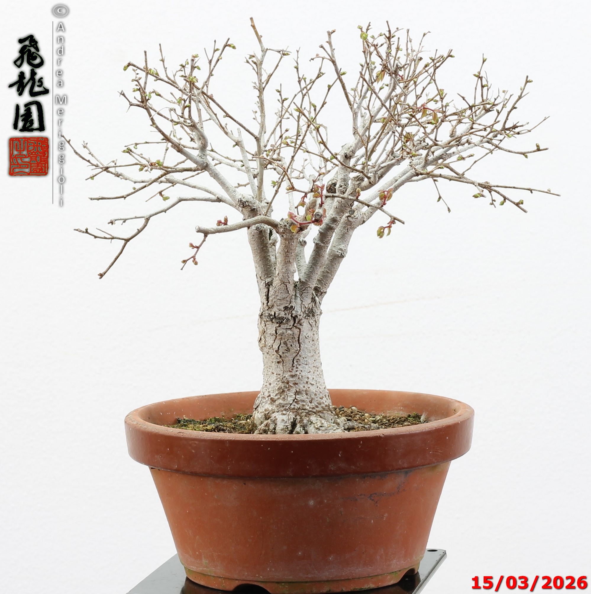 Zelkova parvifolia shohin - immagine 10