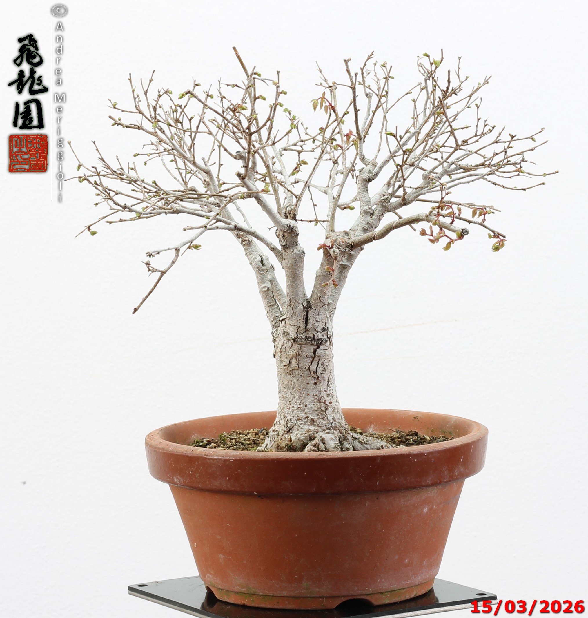 Zelkova parvifolia shohin - immagine 9