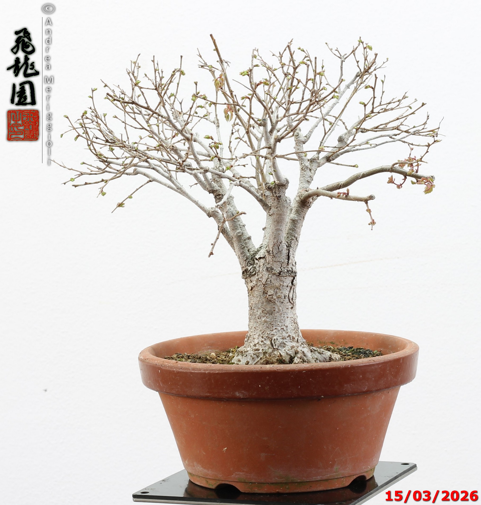 Zelkova parvifolia shohin - immagine 8