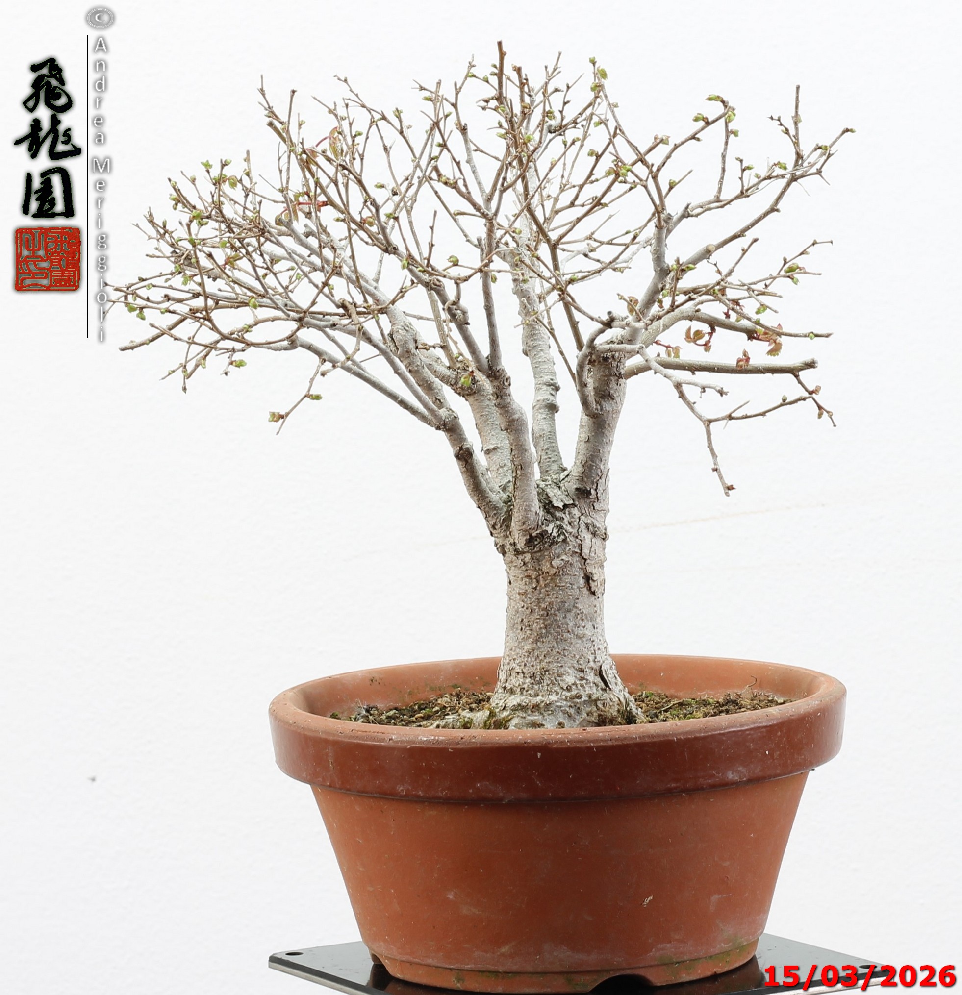 Zelkova parvifolia shohin - immagine 7