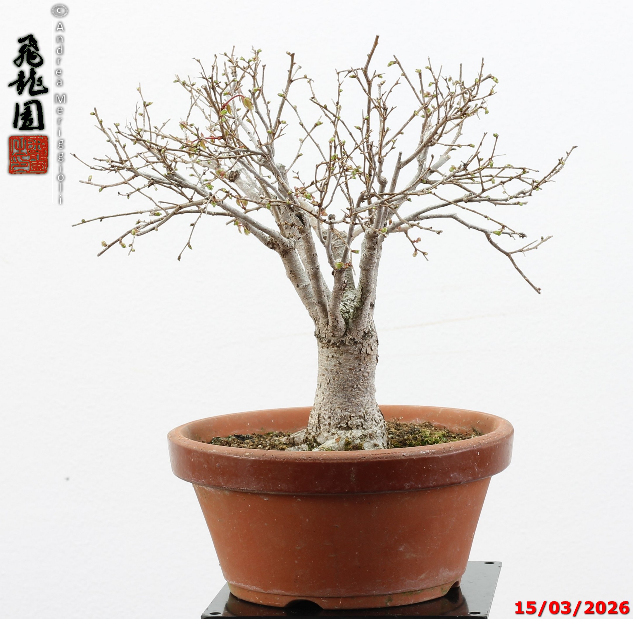 Zelkova parvifolia shohin - immagine 6