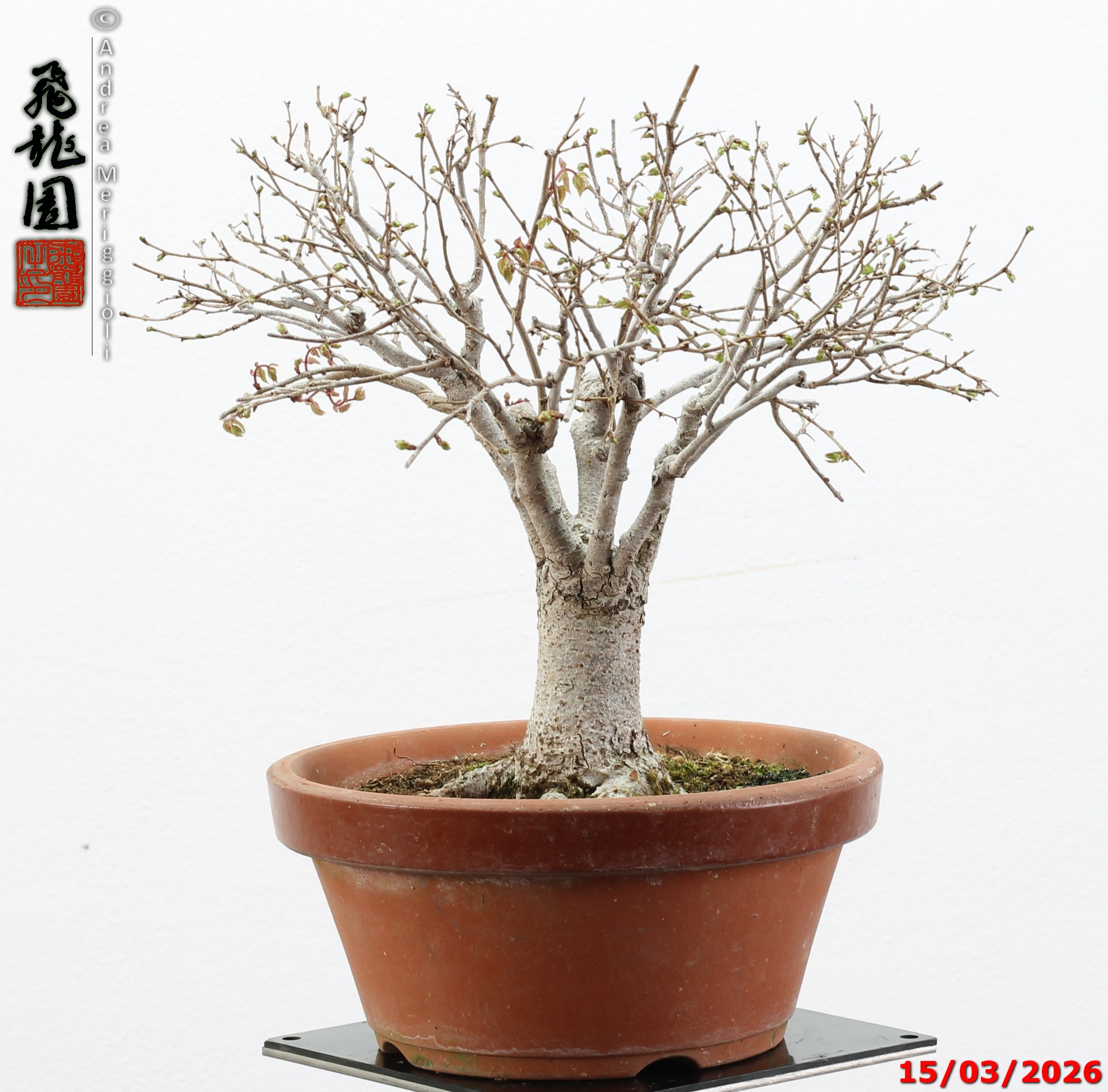 Zelkova parvifolia shohin - immagine 5