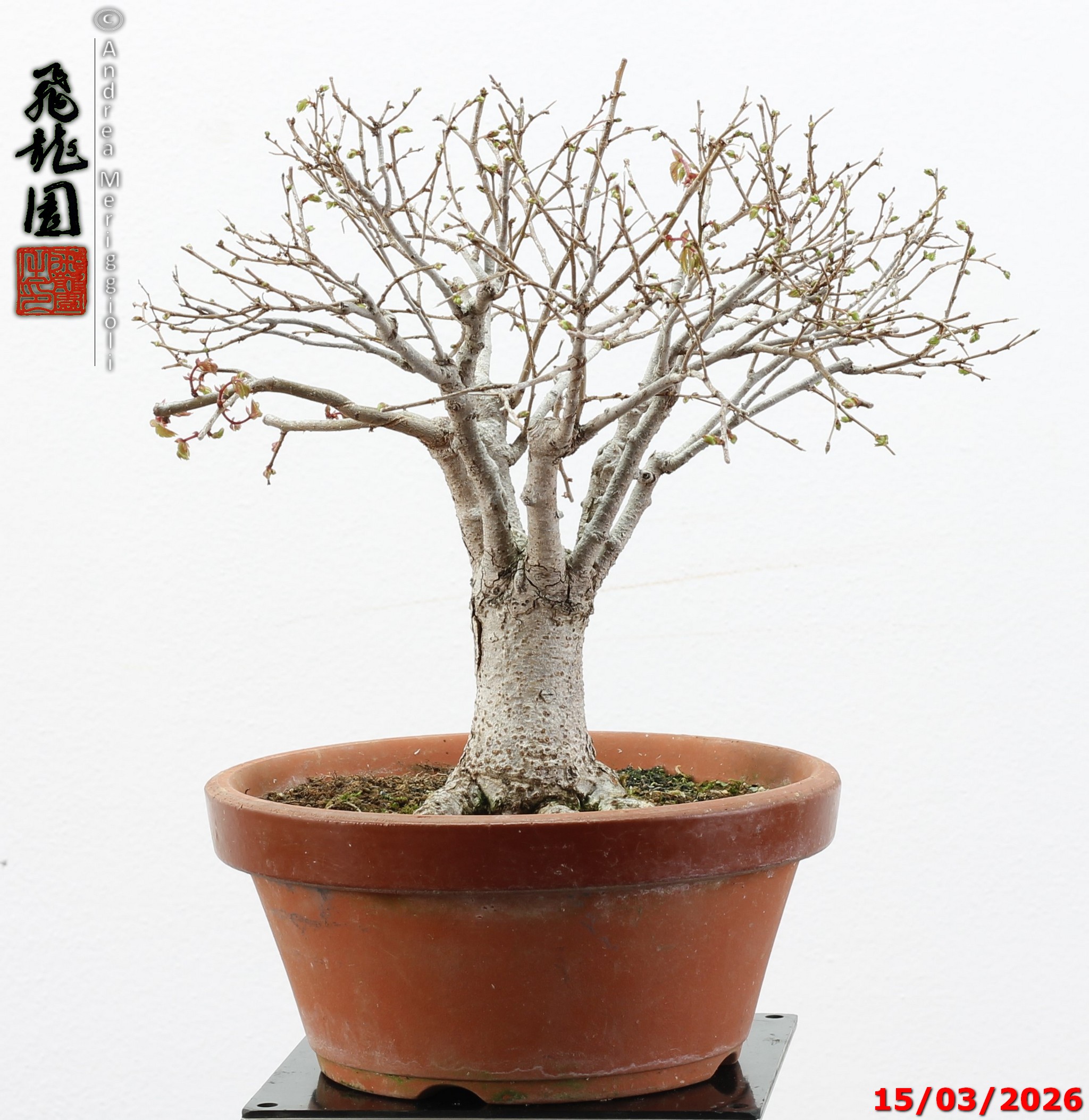 Zelkova parvifolia shohin - immagine 4