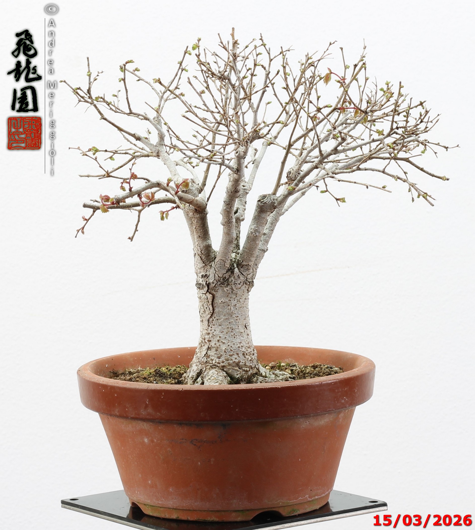 Zelkova parvifolia shohin - immagine 3