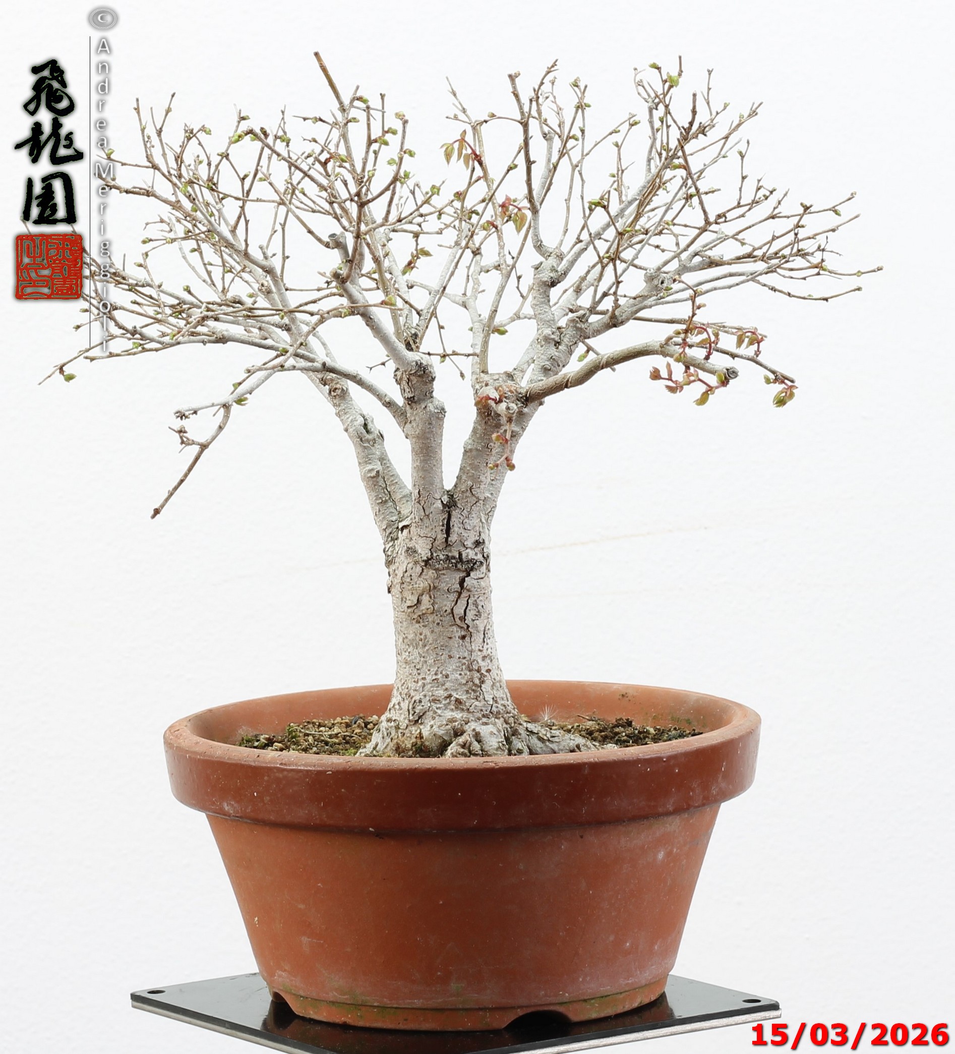 Zelkova parvifolia shohin - immagine 2