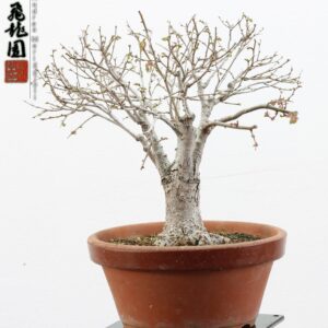 Zelkova parvifolia shohin