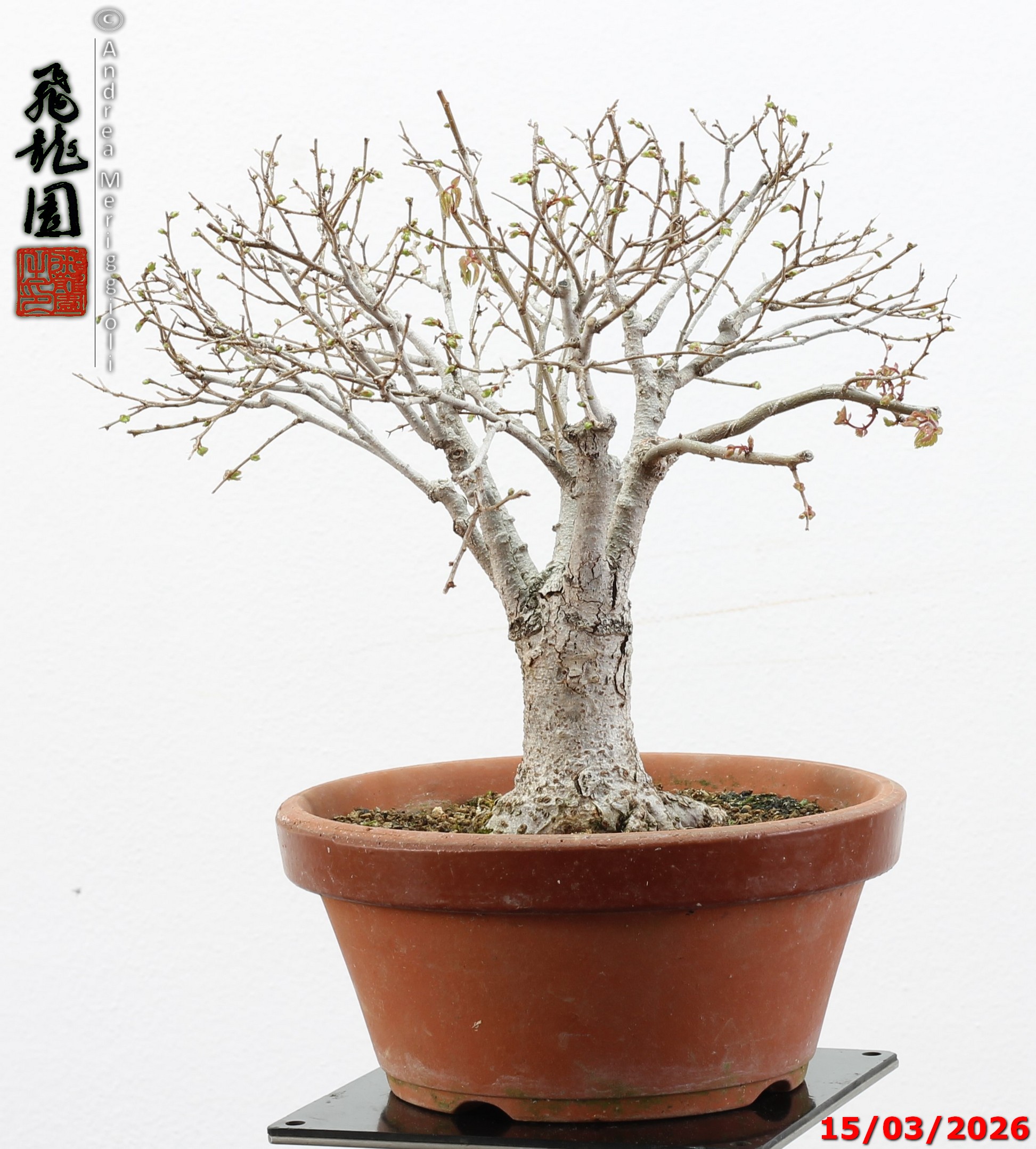 Zelkova parvifolia shohin