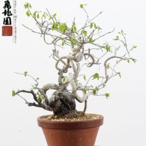 Diospyros kaki