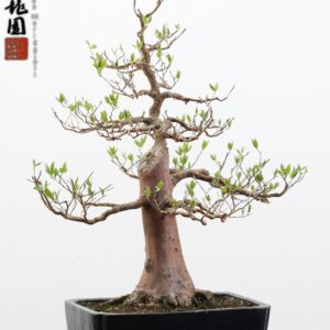 Stewartia
