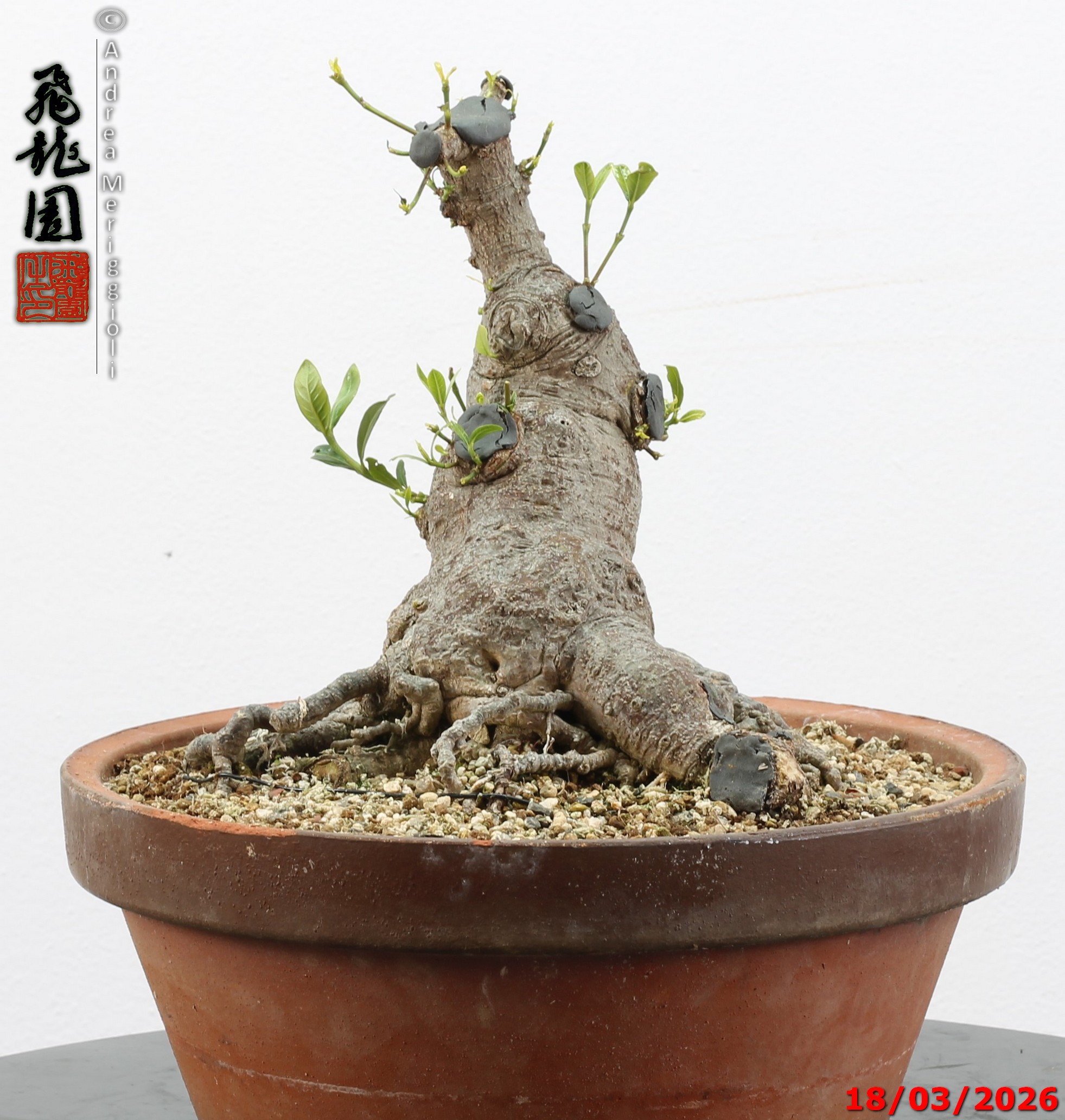 Gardenia jasminoides - Image 4