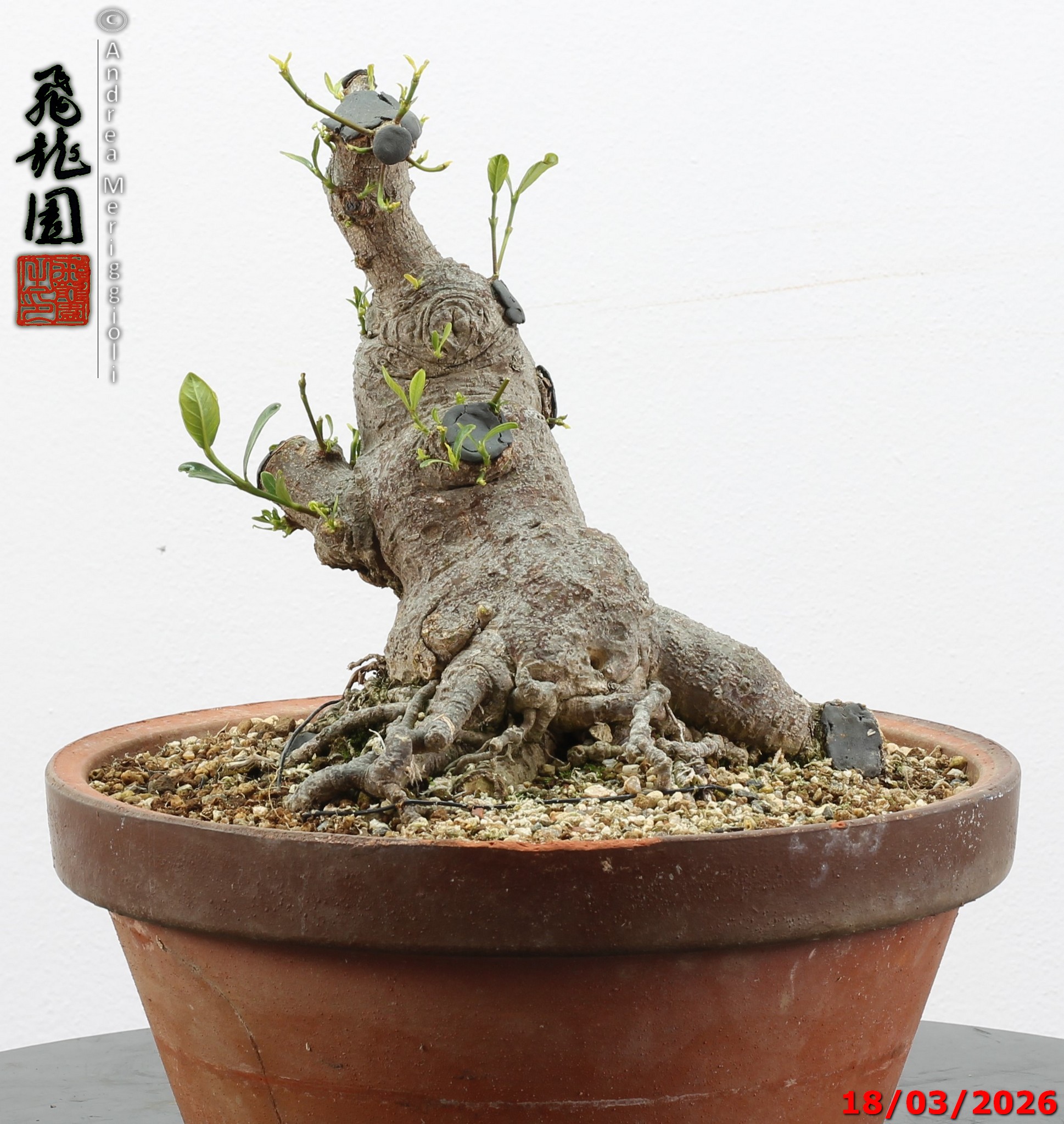 Gardenia jasminoides - Image 3