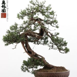 Taxus cuspidata